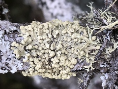 Parmeliopsis capitata image