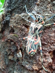 Acrocinus longimanus