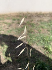 Poaceae