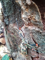 Acrocinus longimanus