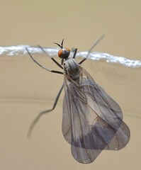 Rhamphomyia marginata