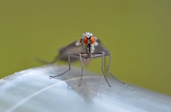 Rhamphomyia marginata