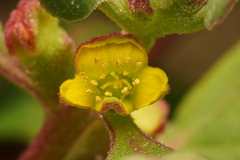 Tetragonia