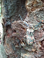 Acrocinus longimanus