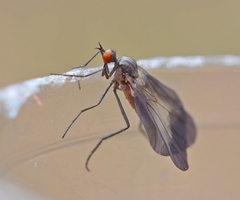 Rhamphomyia marginata