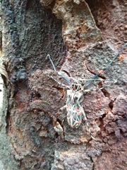 Acrocinus longimanus