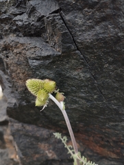 Polyachyrus cinereus
