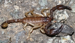 Euscorpius