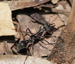 Myrmecia pyriformis