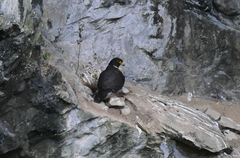 Falco peregrinus macropus