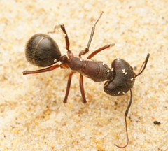 Camponotus intrepidus