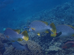Plectorhinchus lineatus