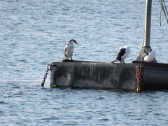 Phalacrocorax fuscescens