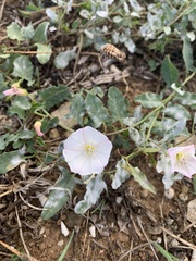 Convolvulus arvensis