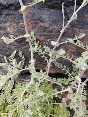 Polyachyrus cinereus