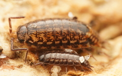 Holoverticata