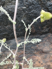 Polyachyrus cinereus