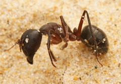 Camponotus intrepidus