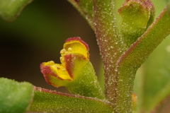 Tetragonia