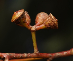 Eucalyptus bridgesiana