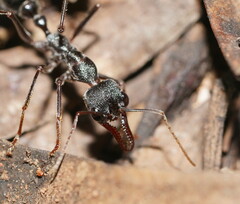 Myrmecia pyriformis