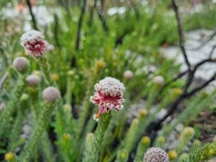 Serruria trilopha