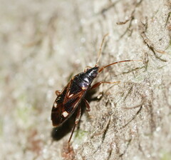Rhyparochromidae
