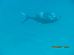 Trachinotus ovatus