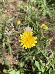 Cichorieae
