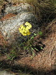Erysimum jugicola