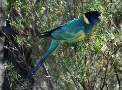 Barnardius zonarius