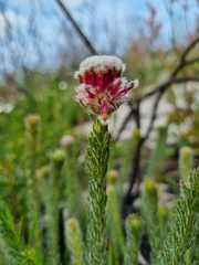 Serruria trilopha