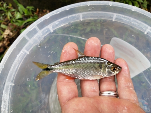 Bramocharax bransfordii — Characidae