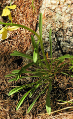 Erysimum jugicola