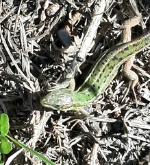Lacerta bilineata