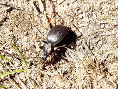 Cychrus attenuatus