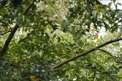 Lagerstroemia subcostata