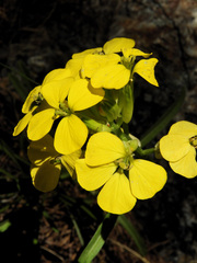 Erysimum jugicola