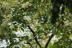 Lagerstroemia subcostata