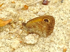 Pyronia cecilia