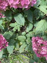 Hydrangea paniculata