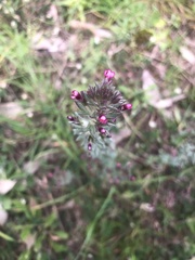 Parentucellia latifolia