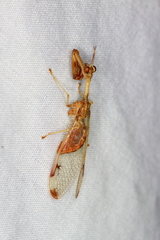 Dicromantispa interrupta