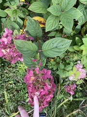 Hydrangea paniculata