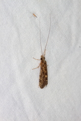 Trichoptera