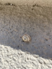 Helicella itala