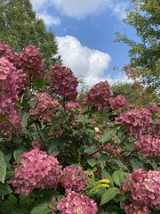 Hydrangea paniculata