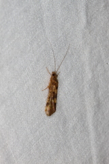 Trichoptera