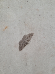 Iridopsis defectaria