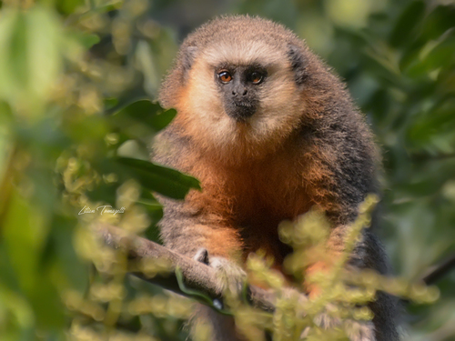 Vieira's Titi (Plecturocebus vieirai) — Critically Endangered Mammalia